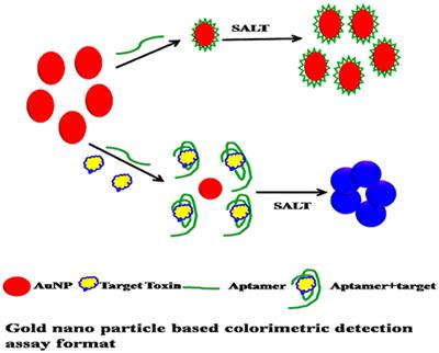 Frontiers | Highly Sensitive Colorimetric Biosensor For Staphylococcal ...